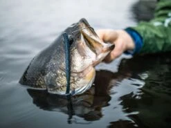 Googan Baits Blazin' Worm -Cheap Fishing Shop lifestyle blazinworm googanbaits bt6a0442