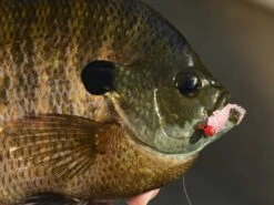 Z-Man Larvaz -Cheap Fishing Shop lifestyle larvaz zman fishmouth 1