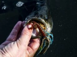 Z-Man Midwest Finesse Swim Jig -Cheap Fishing Shop lifestyle midwestfinesseswimjig zman bluegill 3