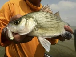 Z-Man Stingerz -Cheap Fishing Shop lifestyle stingerz zman fishmouth 1