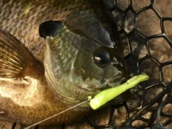 Z-Man Tiny Ticklerz 14 Z-Man Tiny Ticklerz -Cheap Fishing Shop lifestyle tinyticklerz zman closefish 1