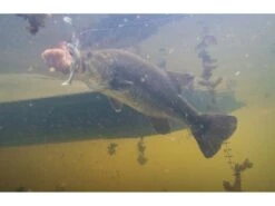 Googan Baits Saucy Swimmer -Cheap Fishing Shop photo jul 16 5 33 35 am