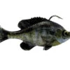 Savage Gear Pulse Tail RTF Bluegill -Cheap Fishing Shop pulsetail rtf bluegill ghostgill 1